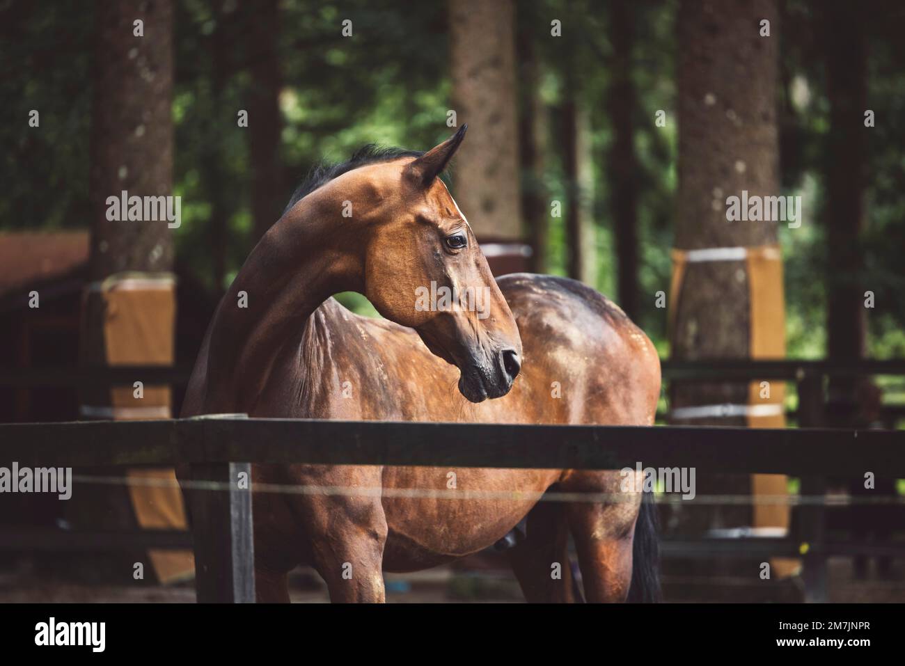 Beautiful muscular brown stallion at the ranch in the middle of the ...