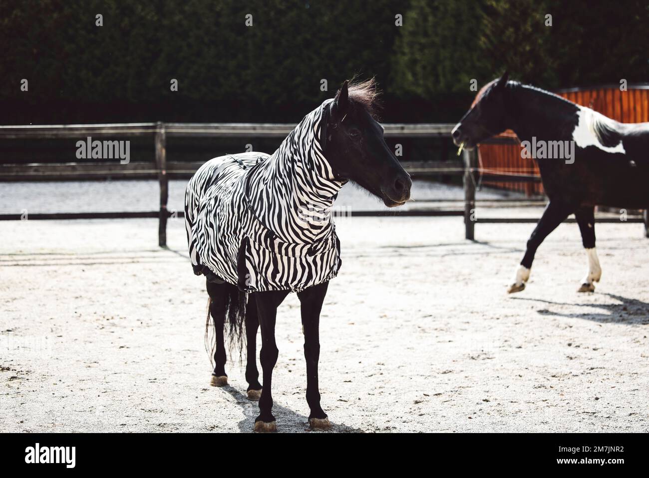 Beautiful black horse wearing a special coat because of skin rash Stock