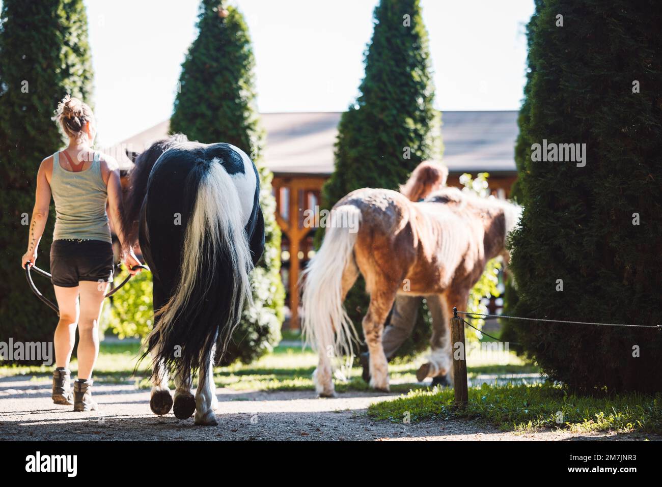 Horses following their trainers, walking them to the fence to go horseback riding  Stock Photo