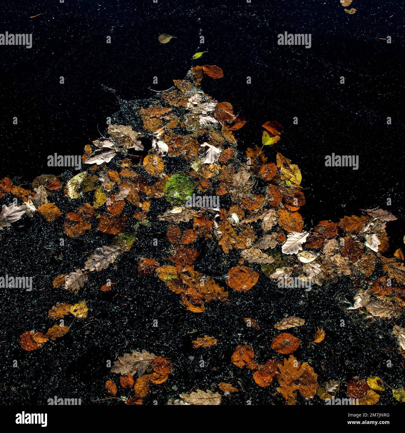 High-angle of yellow fallen leaves floating on the surface of a dirty water on black background Stock Photo