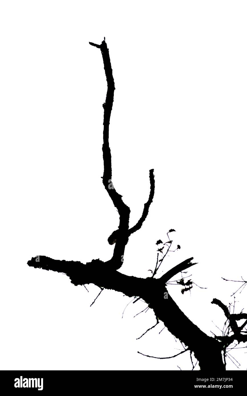 Illustration of black silhouette of tree branches isolated on the empty