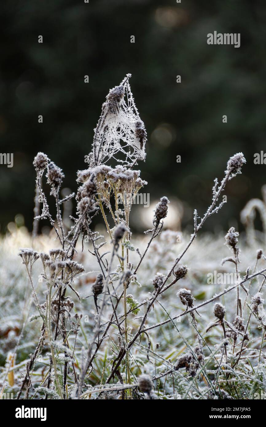 Vertical shot of frozen wildflowers growing in the field Stock Photo