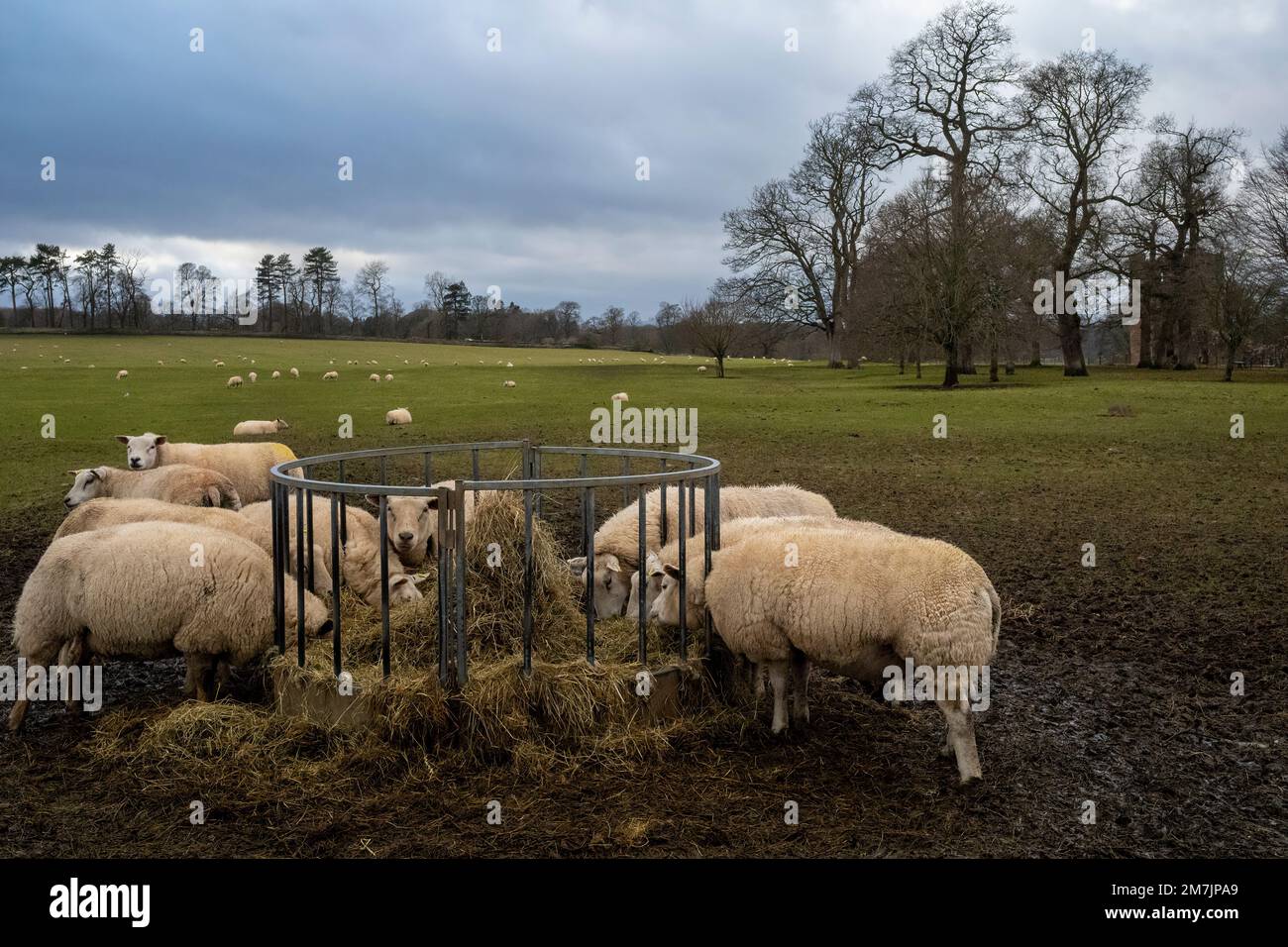 Pregnant Texel sheep round a circular feeder six weeks before lambing, Brougham Castle Farm, Penrith, Cumbria, UK Stock Photo