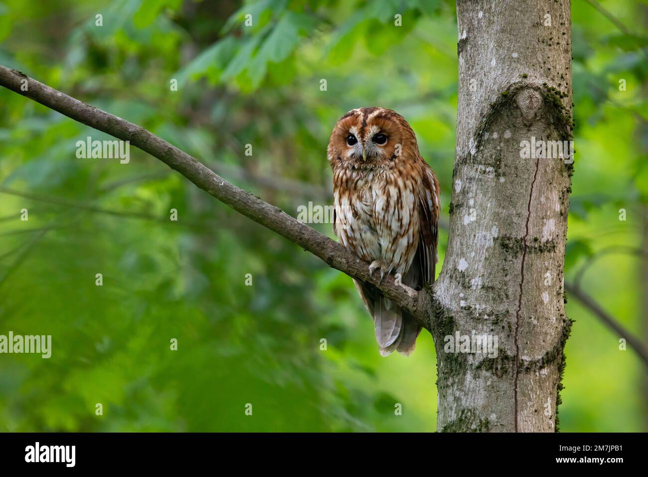 Beautifully perched. Basel, Switzerland: THESE ADORABLE images show a sleepy tawny owl begrudgingly opening its eyes to allow this photographer to cap Stock Photo