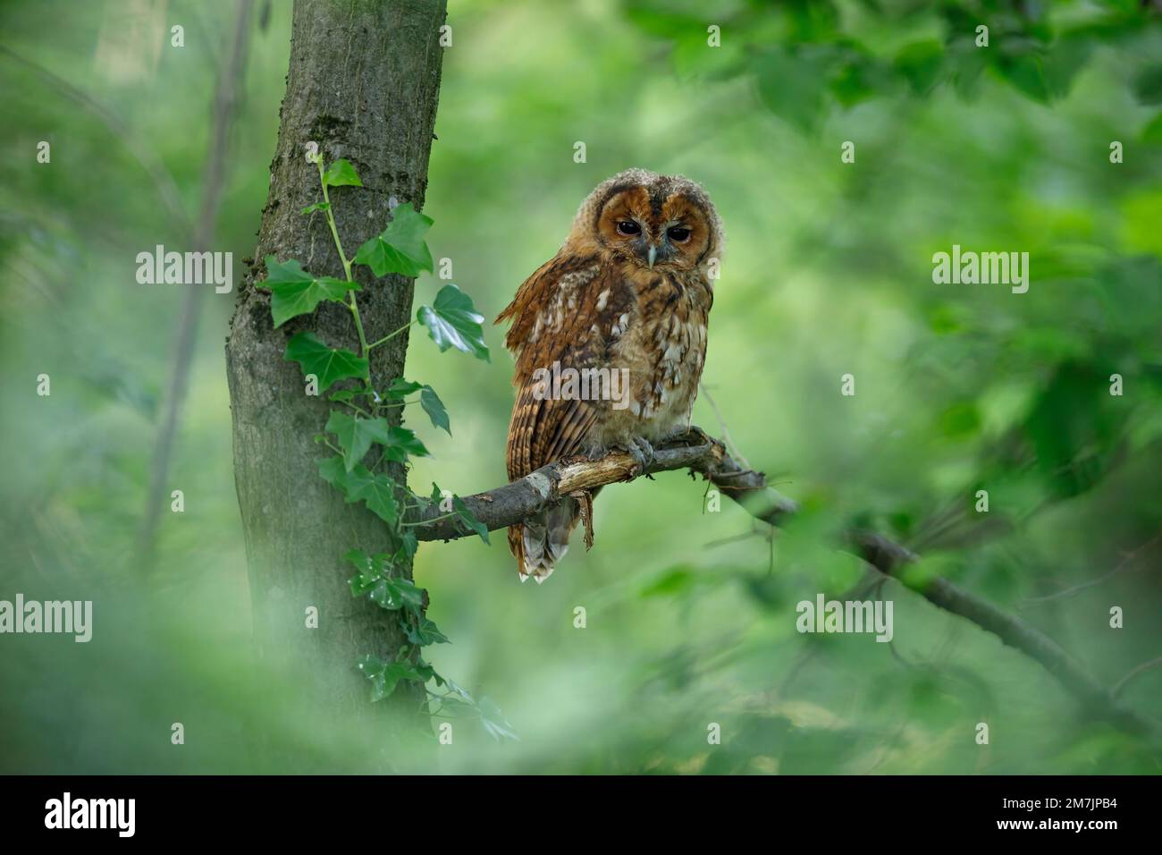A beautiful tawny owl. Basel, Switzerland: THESE ADORABLE images show a sleepy tawny owl begrudgingly opening its eyes to allow this photographer to c Stock Photo