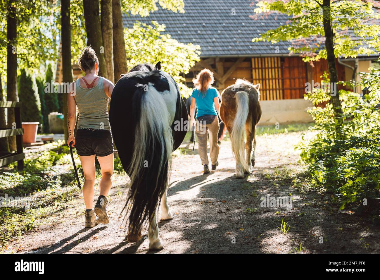 Back view of two horses walking side by side with theiir trainers, caucasian woman working on the ranch Stock Photo