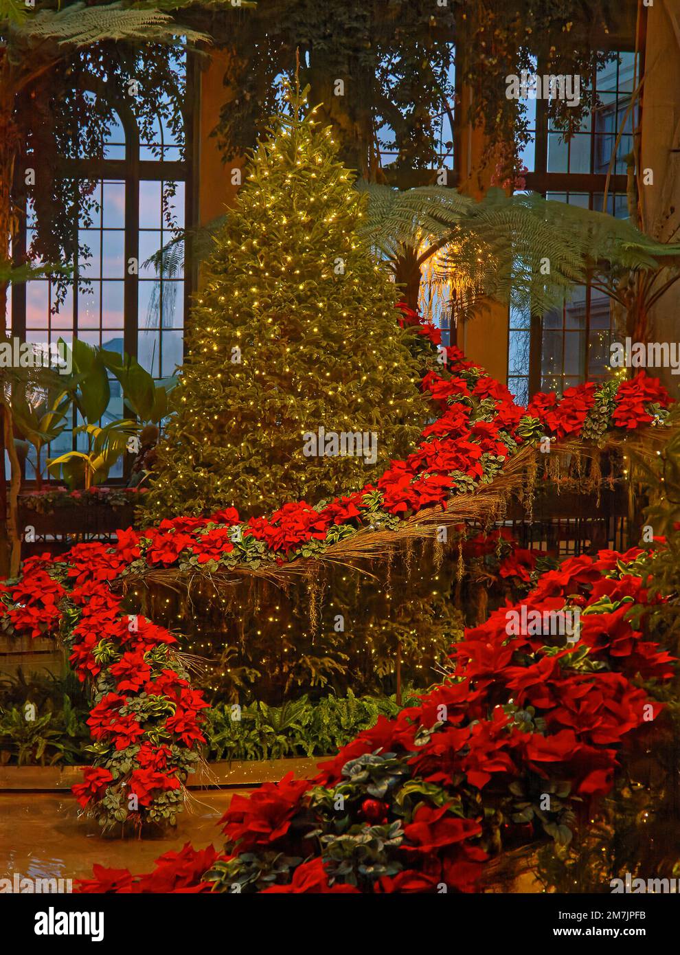 Christmas scene, Exhibition Hall, poinsettias, lighted tree, fountain, red, green, holiday, Longwood Gardens, Pennsylvania, Kennett Square, PA, winter Stock Photo