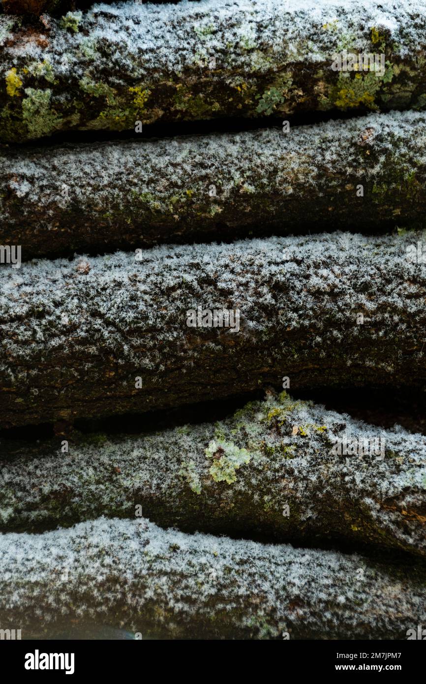 A vertical closeup of large wood Barks covered in snow during winter ...