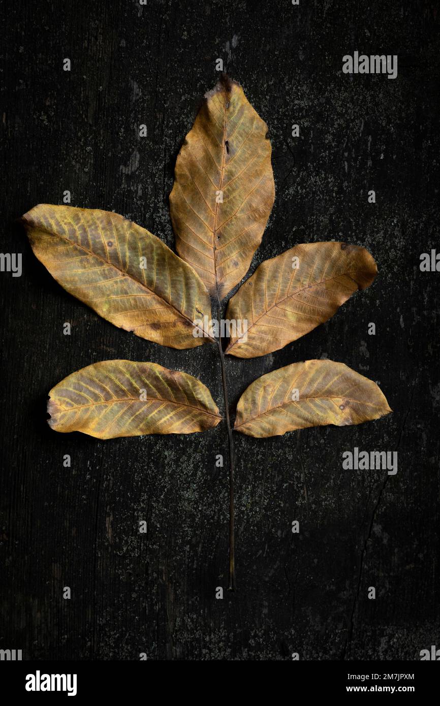 Vertical top-view of a beautiful yellow leaf branch on a dark wooden surface Stock Photo