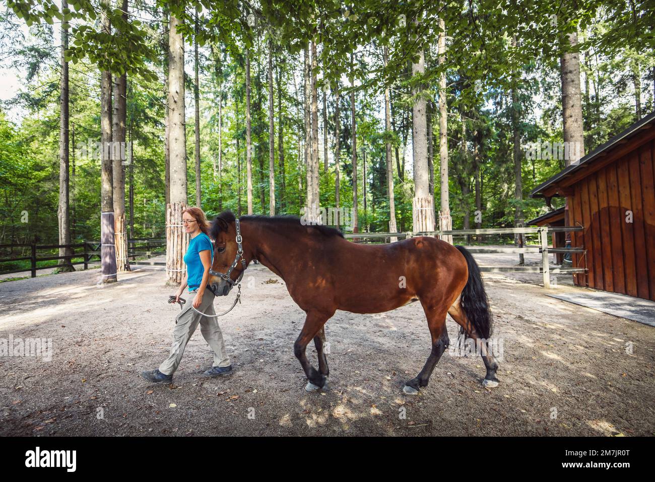 Side view of a brown horse and woman trainer walking by him, holding him for his leash Stock Photo