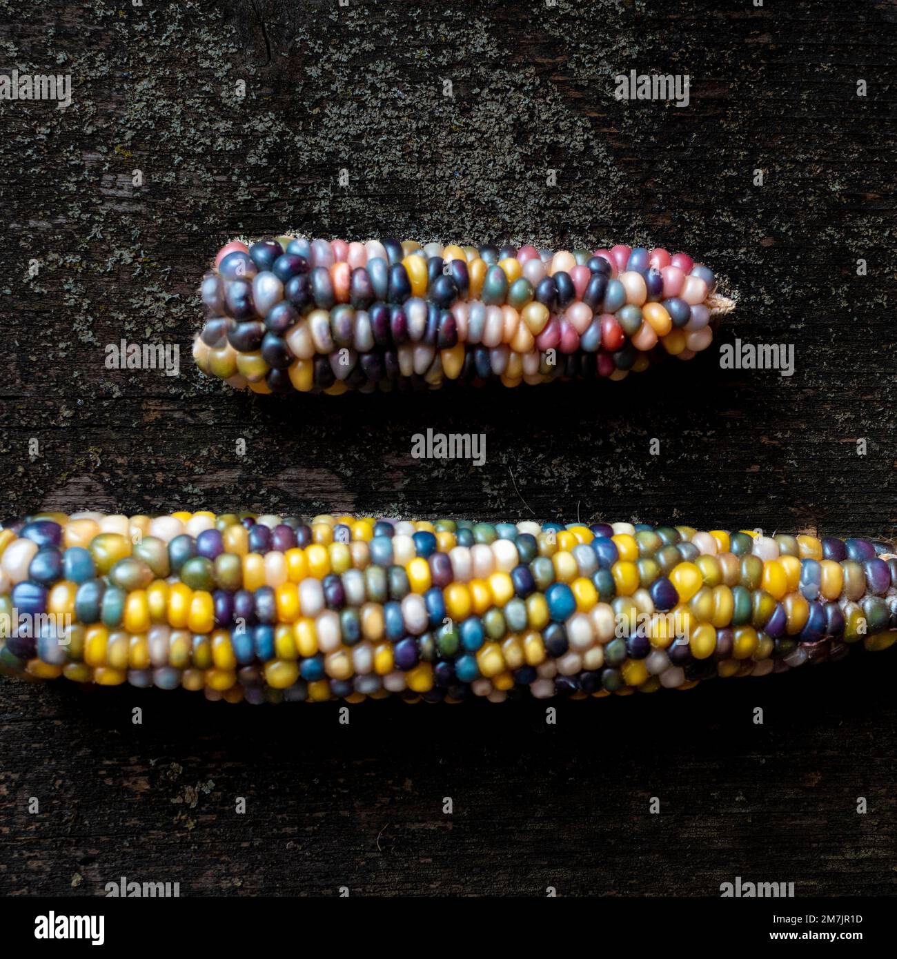 Top-view closeup of two multicolored corns in different sizes on a wooden surface Stock Photo