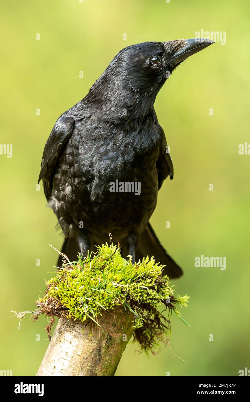 Close up portrait of a highly intelligent Carrion Crow, Scientific name