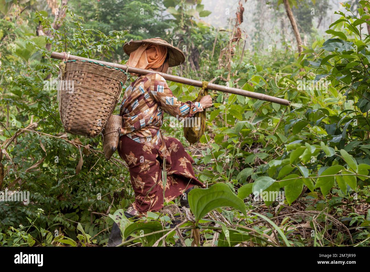 HSIPAW, MYANMAR - Nov 30, 2014: Palaung woman with basket passing through the jungle near Hsipaw in Myanmar. Stock Photo