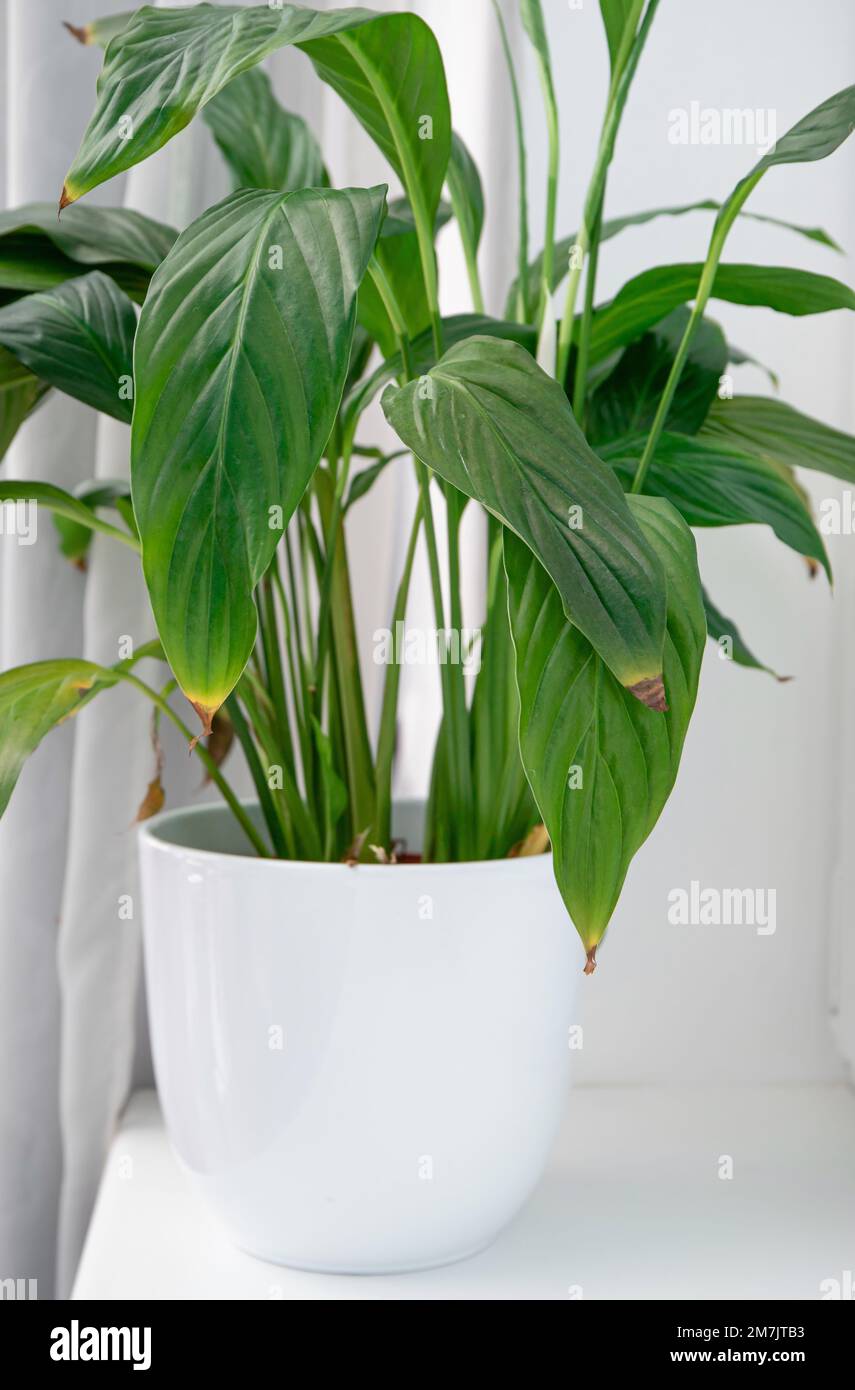 Houseplant Spathiphyllum commonly known as spath or peace lilies leaf tips turning brown. Causes can be over watering, temperature extremes. Stock Photo