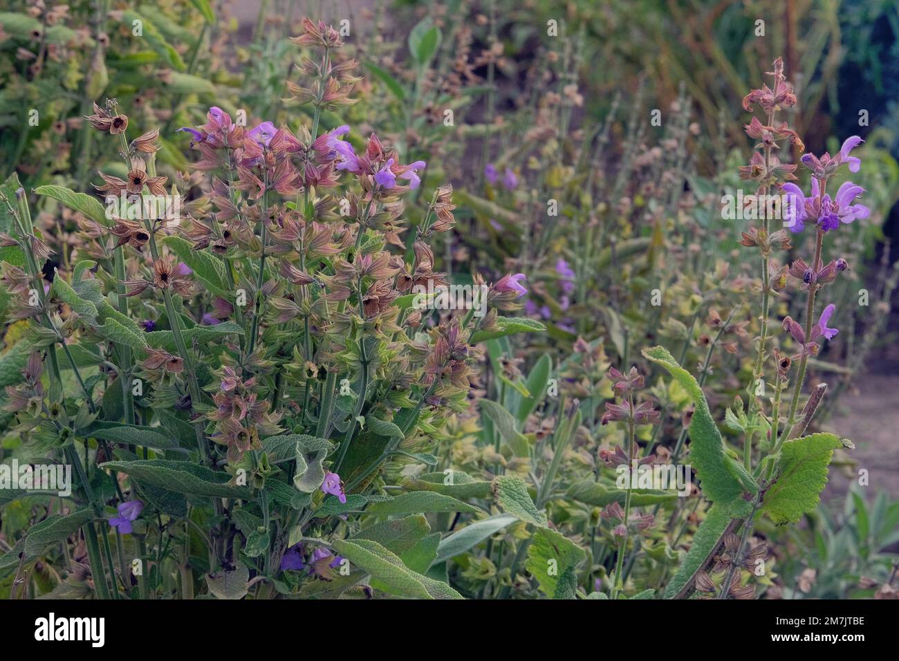 Dracocephalum grown in a rustic farm garden. Dracocephalum flowers in farming and harvesting. Alpine meadows. Stock Photo