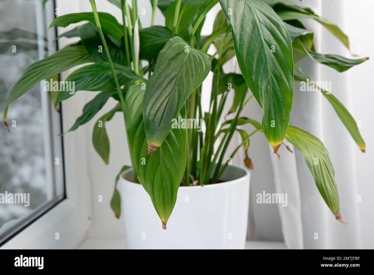 Houseplant Spathiphyllum commonly known as spath or peace lilies leaf tips turning brown. Causes can be over watering, temperature extremes. Stock Photo