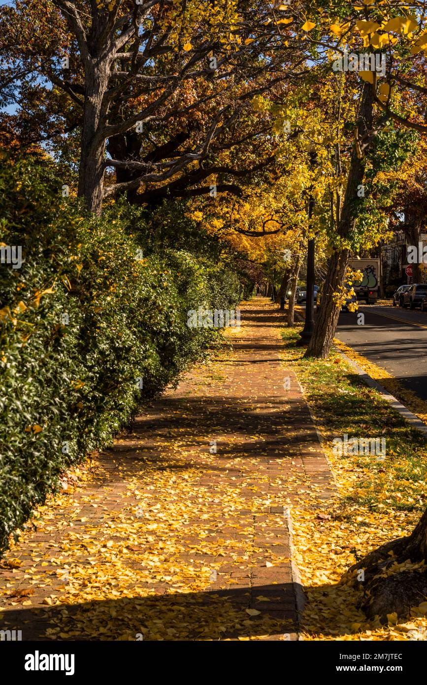 Autumn in the neighbourhood hires stock photography and images Alamy