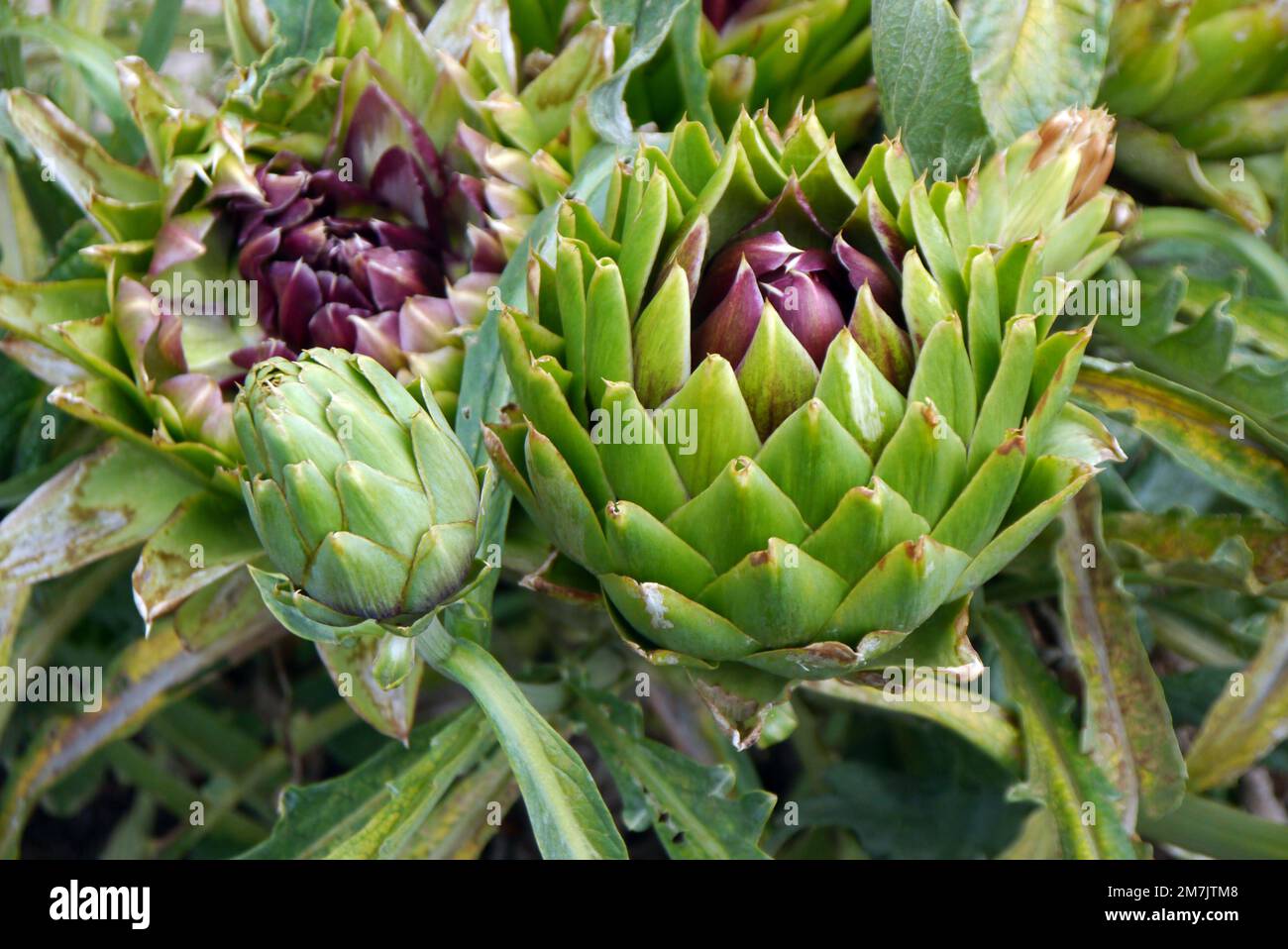 Globe Artichokes 'Cynara scolymus' (Cardoon) grown in the Kitchen