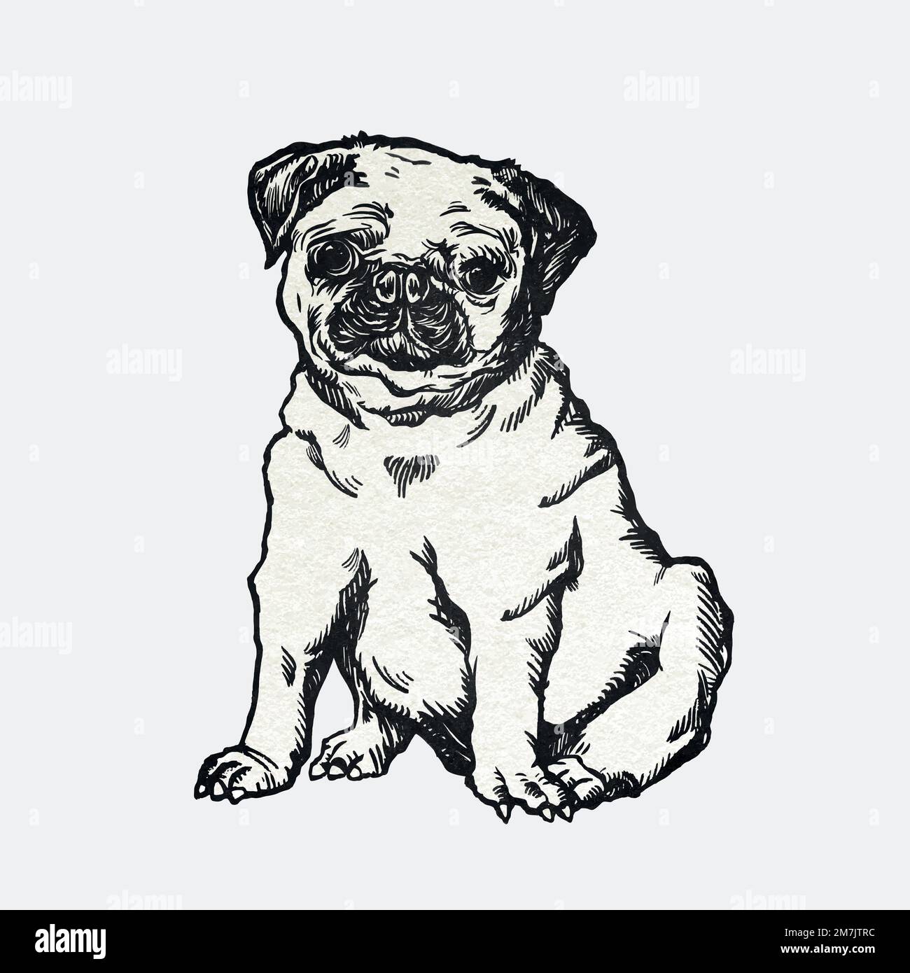 Cute pug dog sticker vector vintage illustration Stock Vector Image & Art Alamy