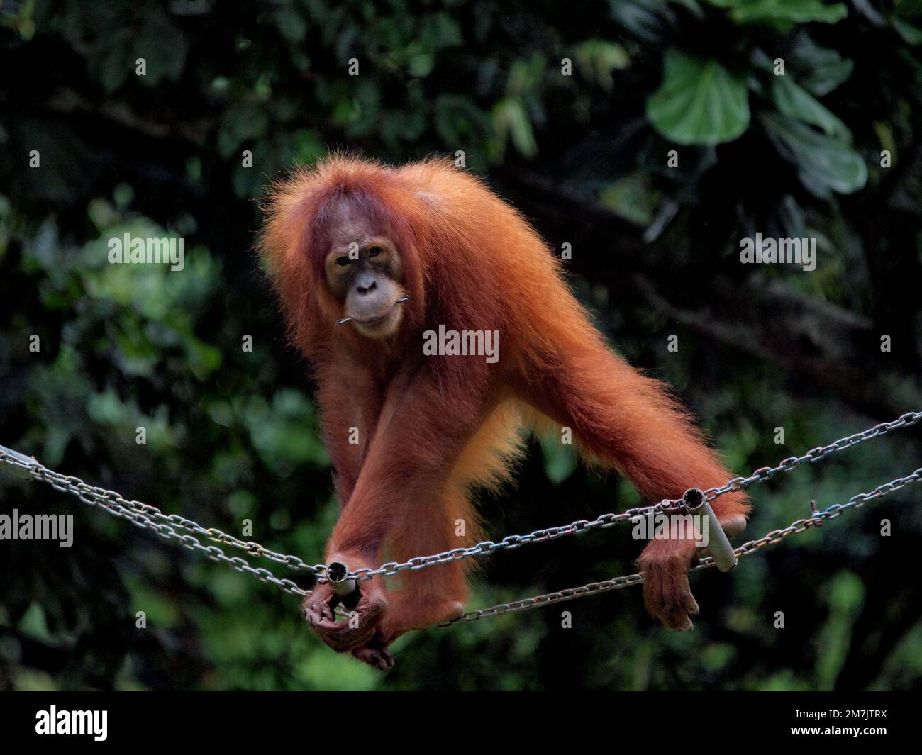 THIS ORANGUTAN was captured showing off his graceful dance moves at the