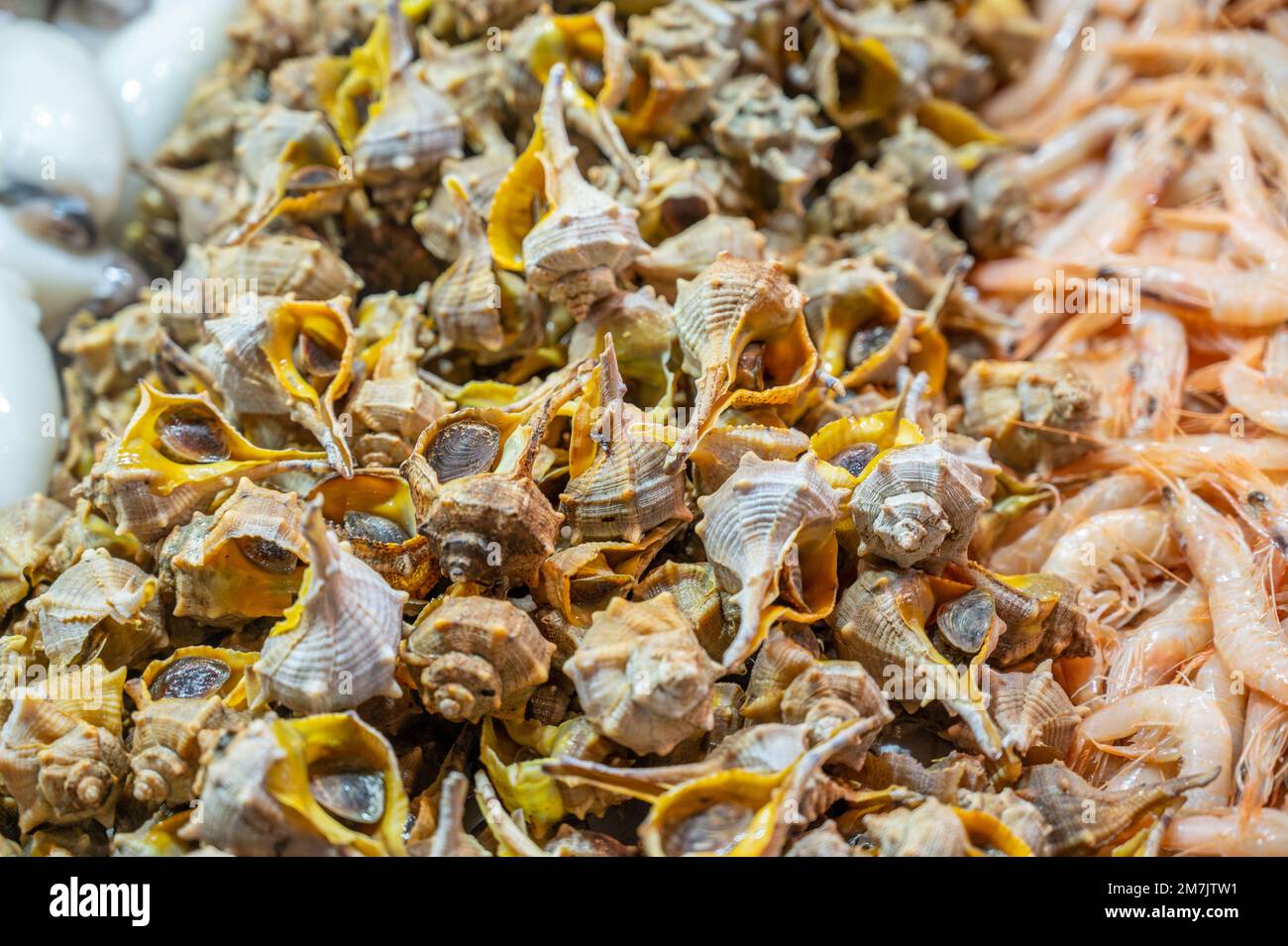 Sea snails for sale at local food market in Jerez de la Frontera, Spain