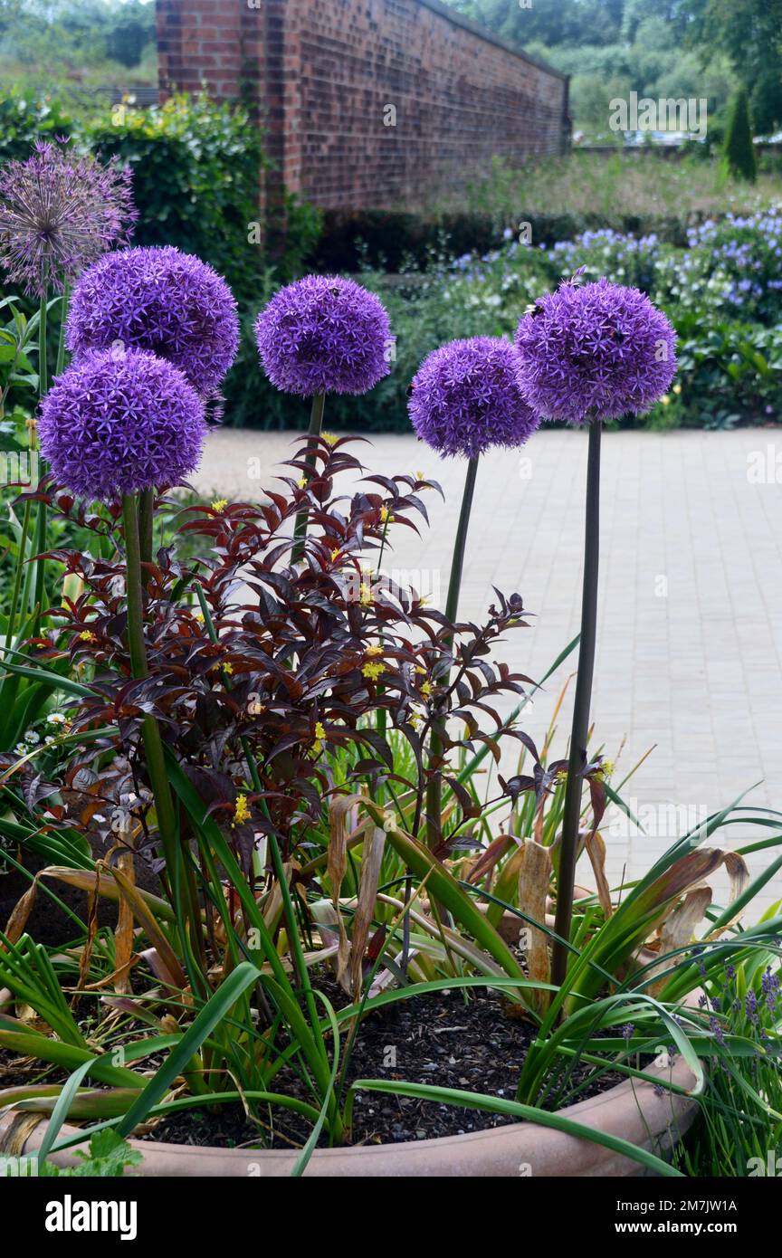 Bunch of Tall Purple Globe Allium Flowers on Display at RHS Garden Bridgewater, Worsley, Greater Manchester, UK. Stock Photo