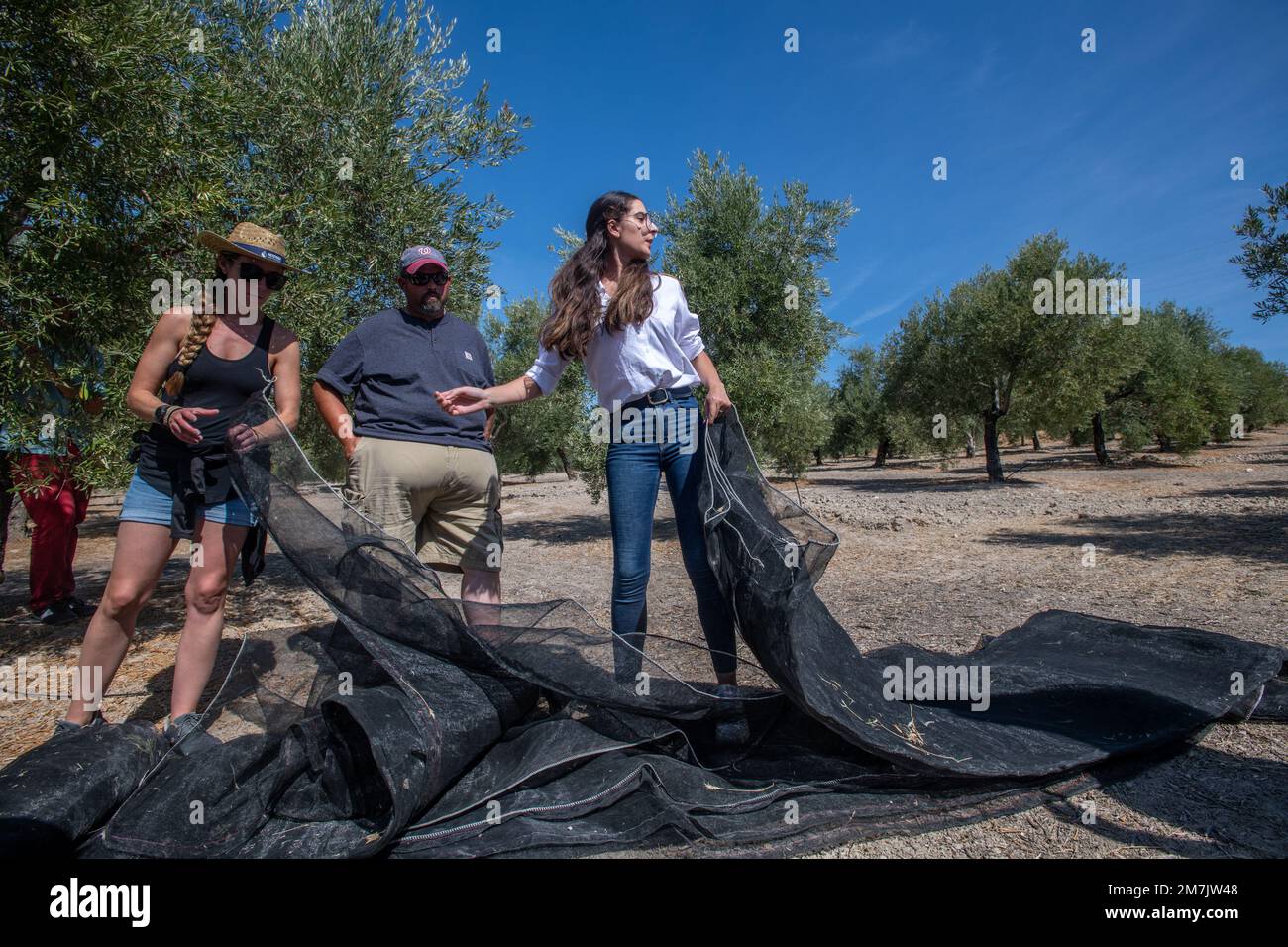 Olive oil process, Province of Jaen region (largest producer of olive