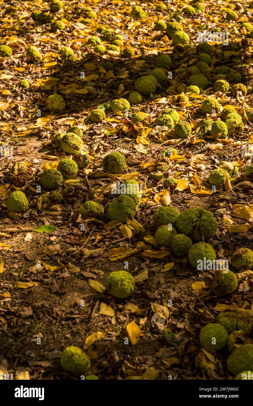 The fruit of Maclura pomifera, commonly known as the Osage orange, fallen on the ground, Georgetown, Washington, D.C., USA Stock Photo
