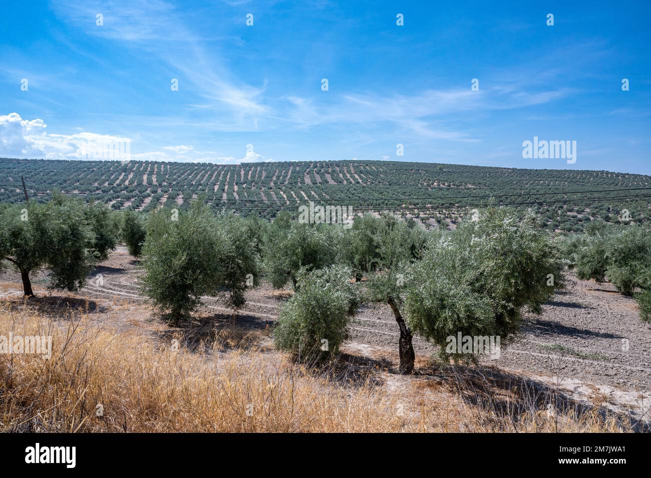 Olive oil process, Province of Jaen region (largest producer of olive