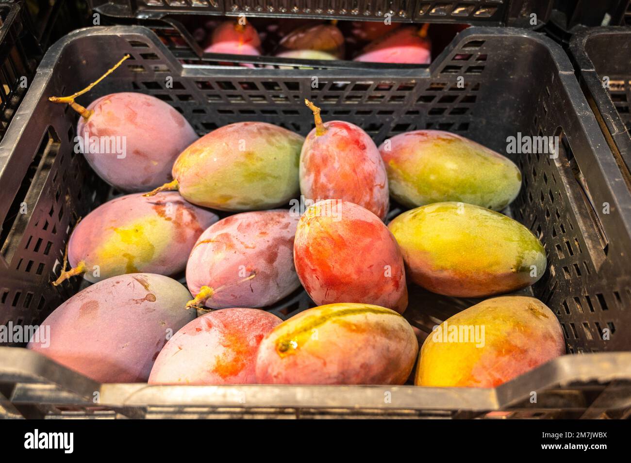 Mangos at largest wholesale food market in Spain, Madrid, Spain Stock