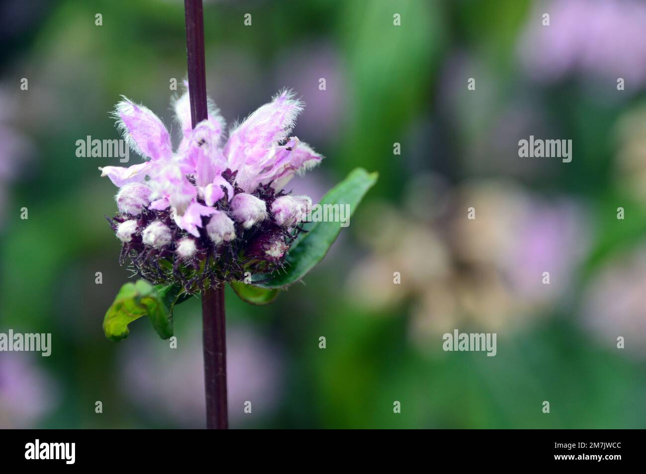 LavenderPink Phlomis Tuberosa 'Jerusalem Sage' (Sageleaf Mullein