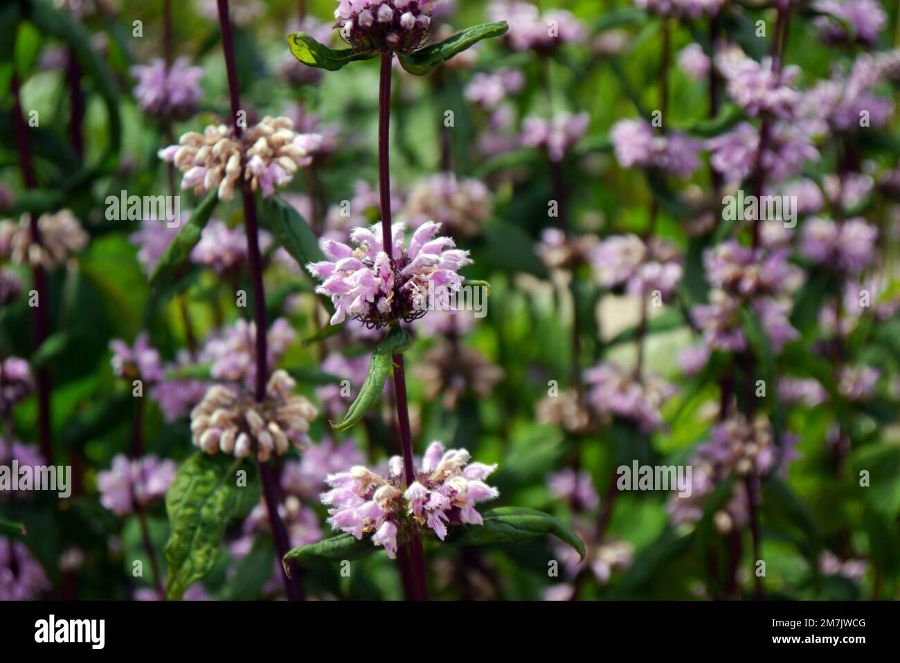 Lavender-Pink Phlomis Tuberosa 'Jerusalem Sage' (Sage-leaf Mullein) Flowers on Display at RHS Garden Bridgewater, Worsley, Greater Manchester, UK. Stock Photo