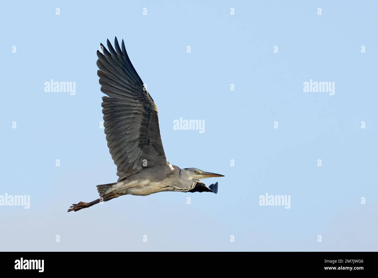Grey heron in flight. Flying with spread wings in the blue sky. Side view, closeup. Genus species Ardea cinerea. Trencin, Slovakia. Stock Photo