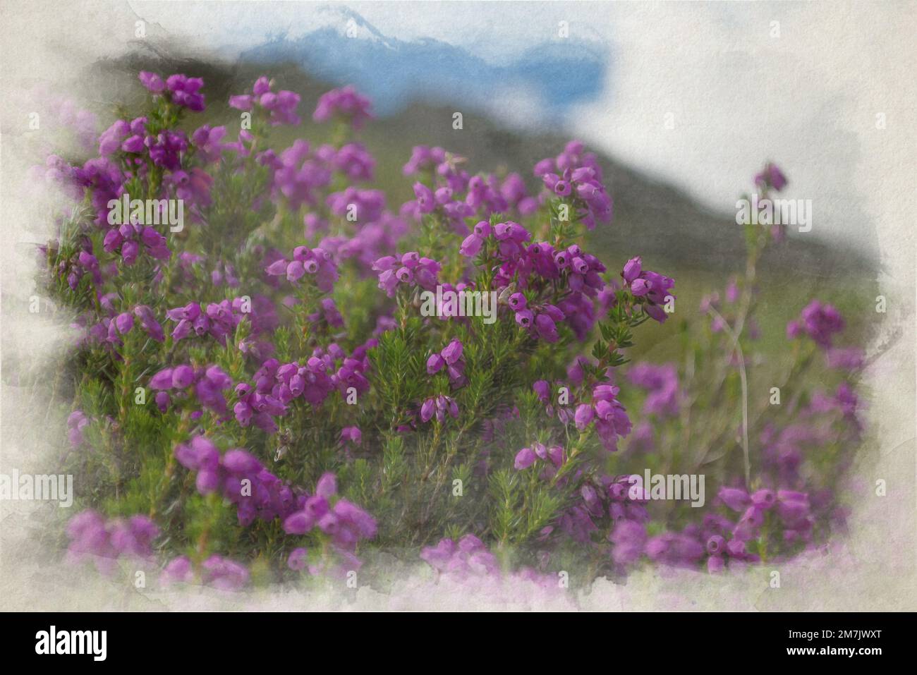 Digitalwatercolor painting of purple Bell Heather in full bloom against a blurred mountain background. Stock Photo