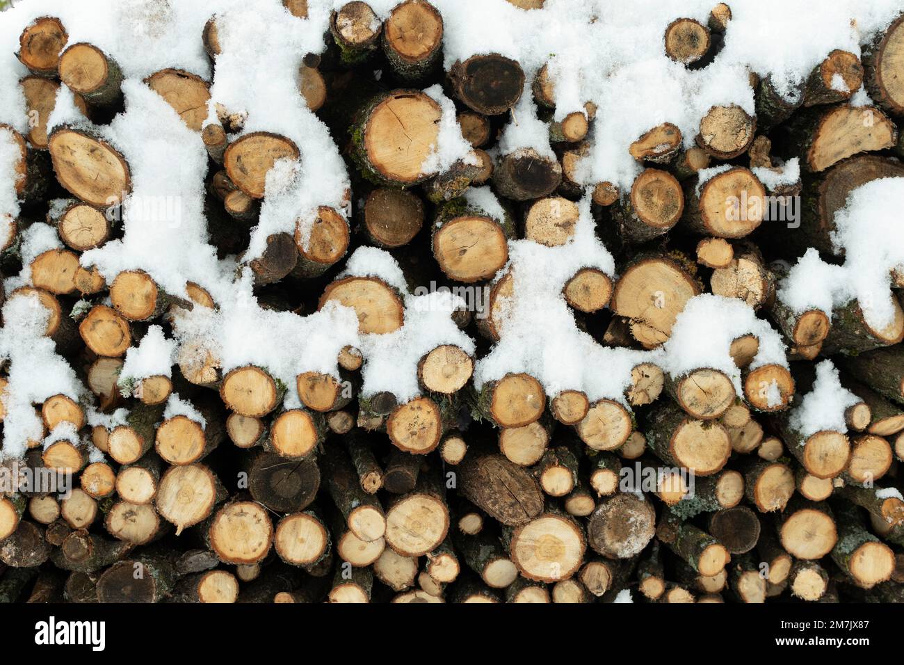 Cut down wood trunks covered with snow stacked on each other in the forest Stock Photo