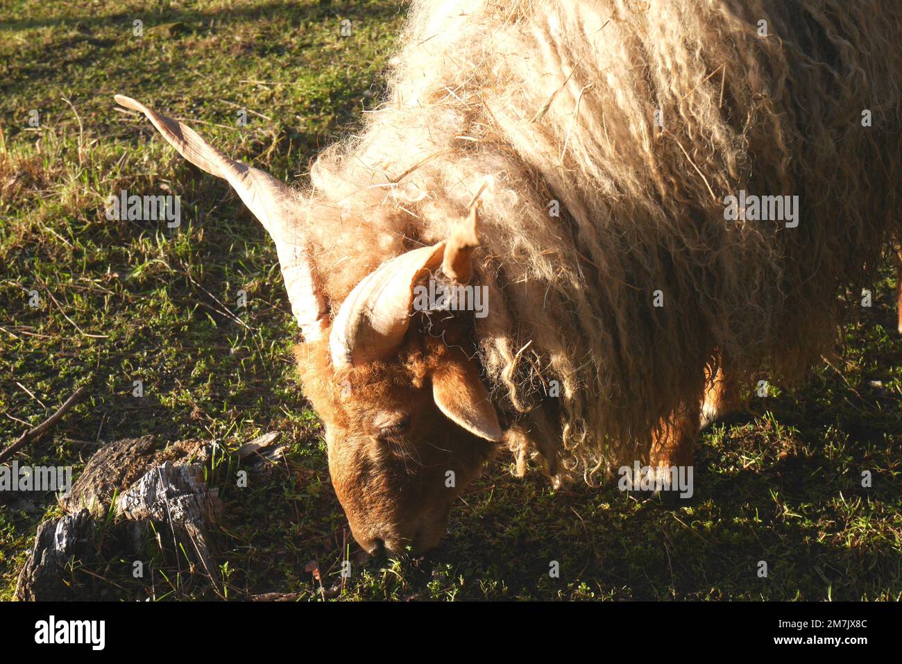 A Hungarian Hortobagy Racka sheep with distinctive spiral horns in a field, Szigethalom, Hungary Stock Photo