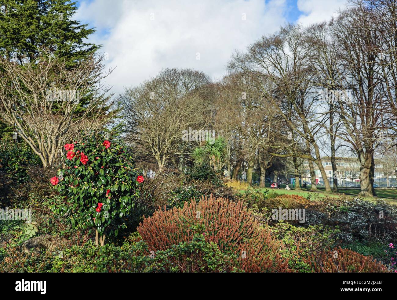 Devonport Park in Plymouth is often refered to as the Peoples Park. A bright red camellia bush adds a touch of clour on a bright January afternoon. Stock Photo