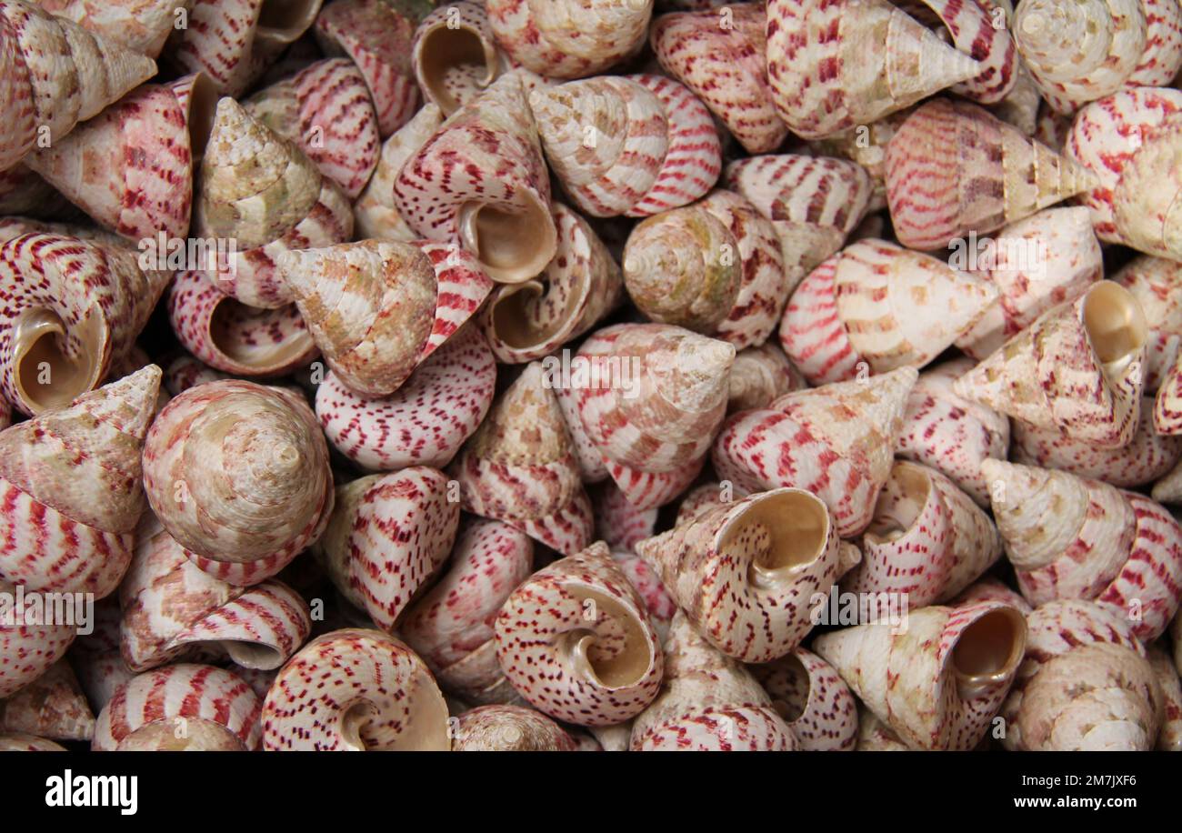 Shae Shells Colourful background shells hi-res stock photography and images - Alamy