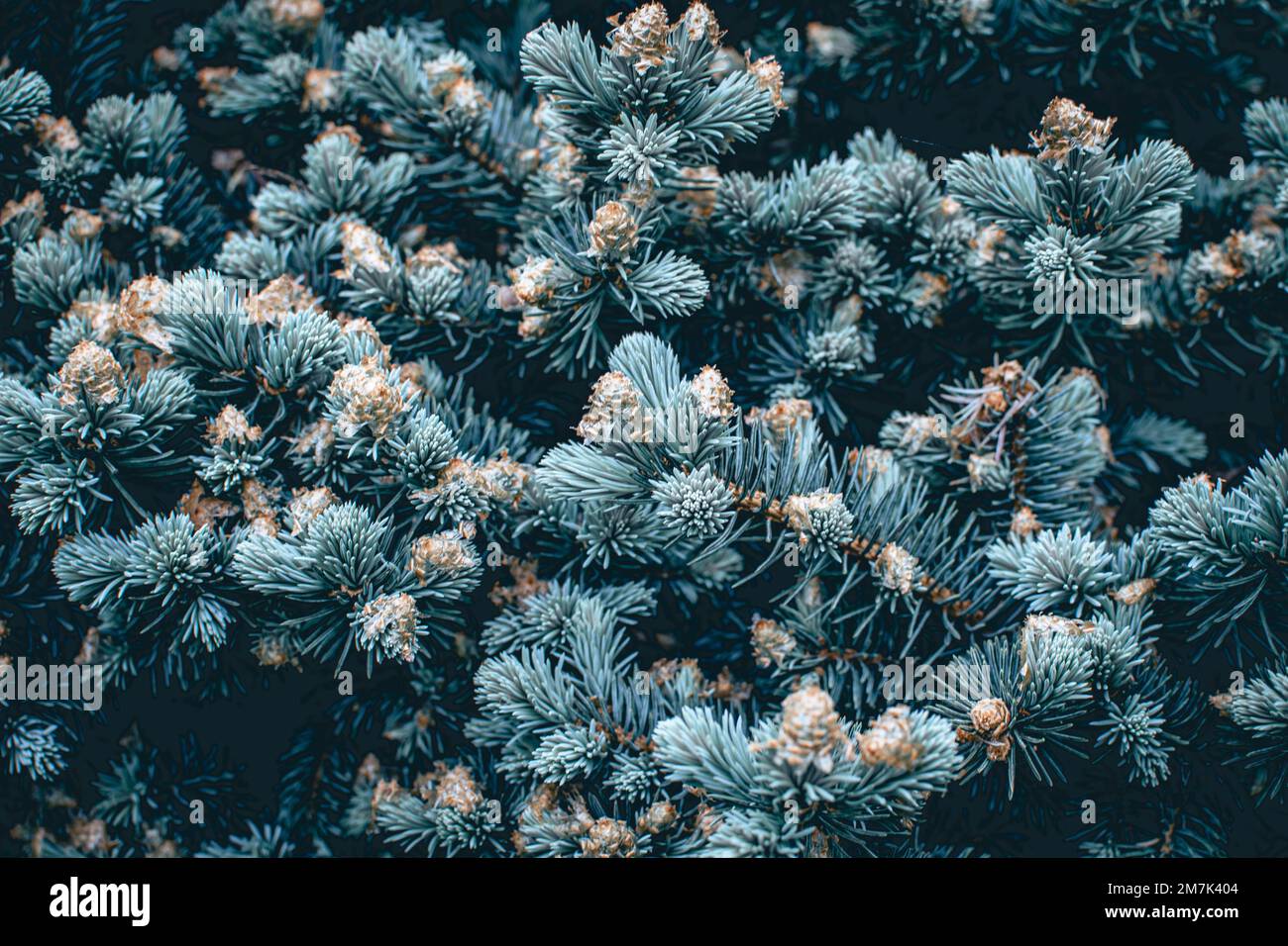 Green branches of a pine tree close-up, short needles of a coniferous tree close-up background texture Stock Photo