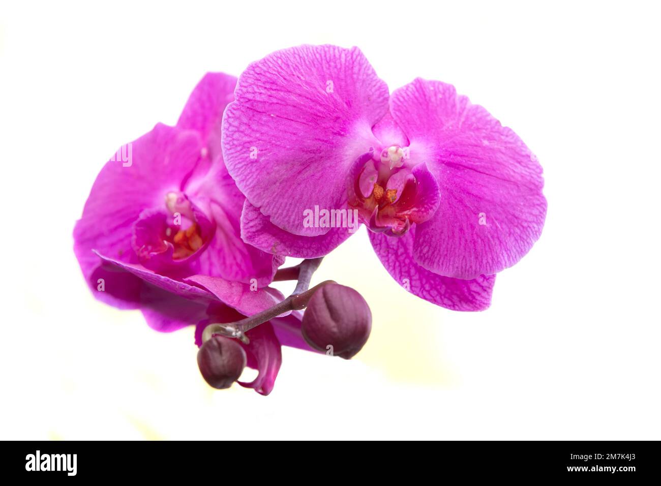 Pink orchid flowers isolated on white background Stock Photo - Alamy