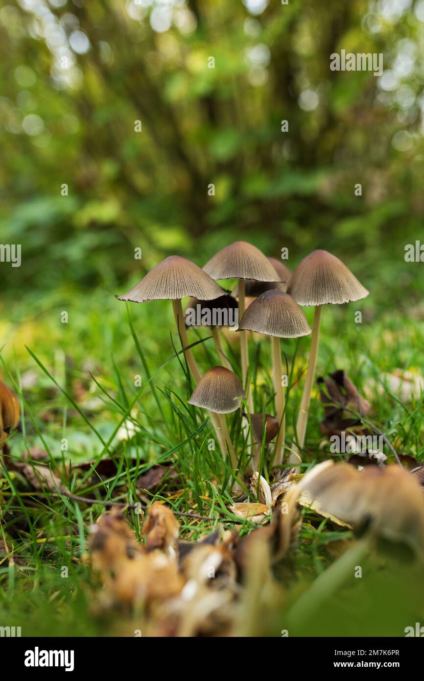 Mushrooms in the garden hi-res stock photography and images - Alamy