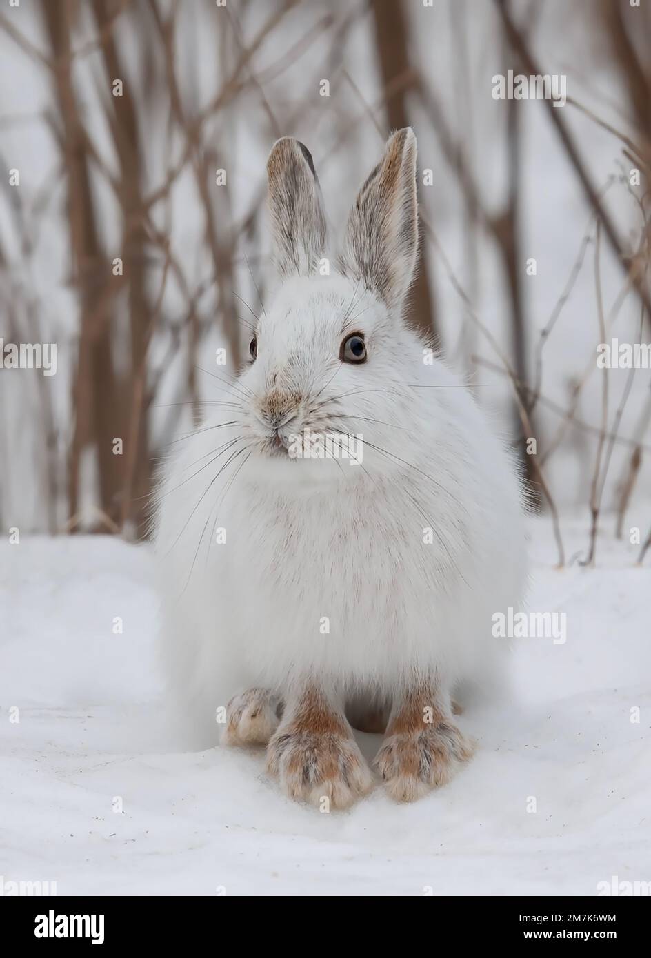 White Snowshoe hare or Varying hare closeup in winter in Canada Stock