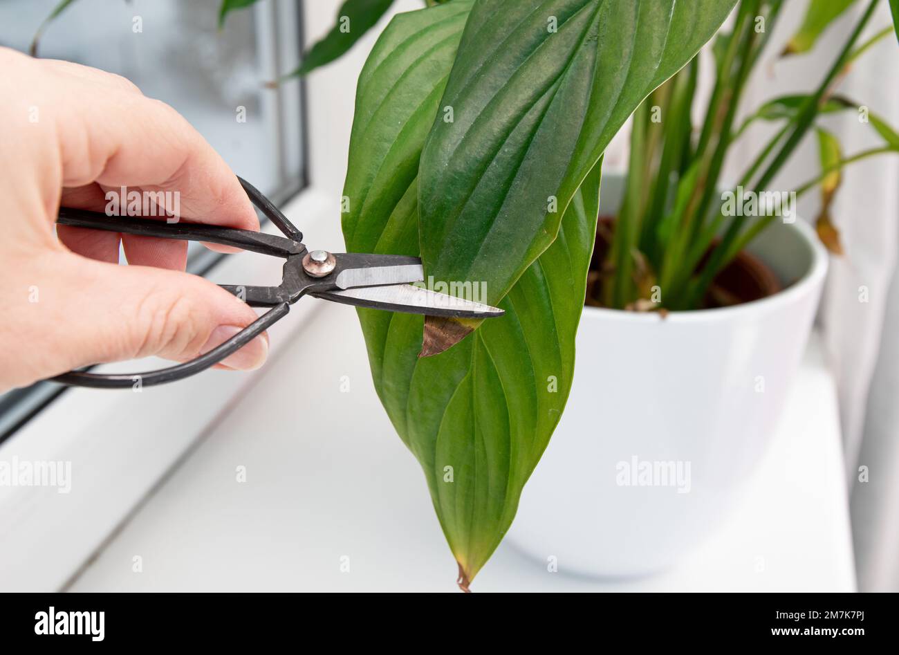 Person cut away houseplant Spathiphyllum commonly known as spath or peace lilies brown dead leaf tips. Leaf browning causes can be over watering. Stock Photo