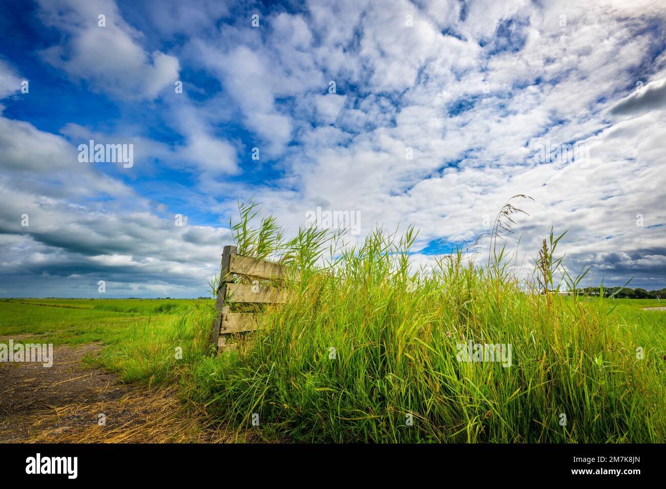 Wooden fence in dairy farm land in dutch countryside, Netherlands. Stock Photo