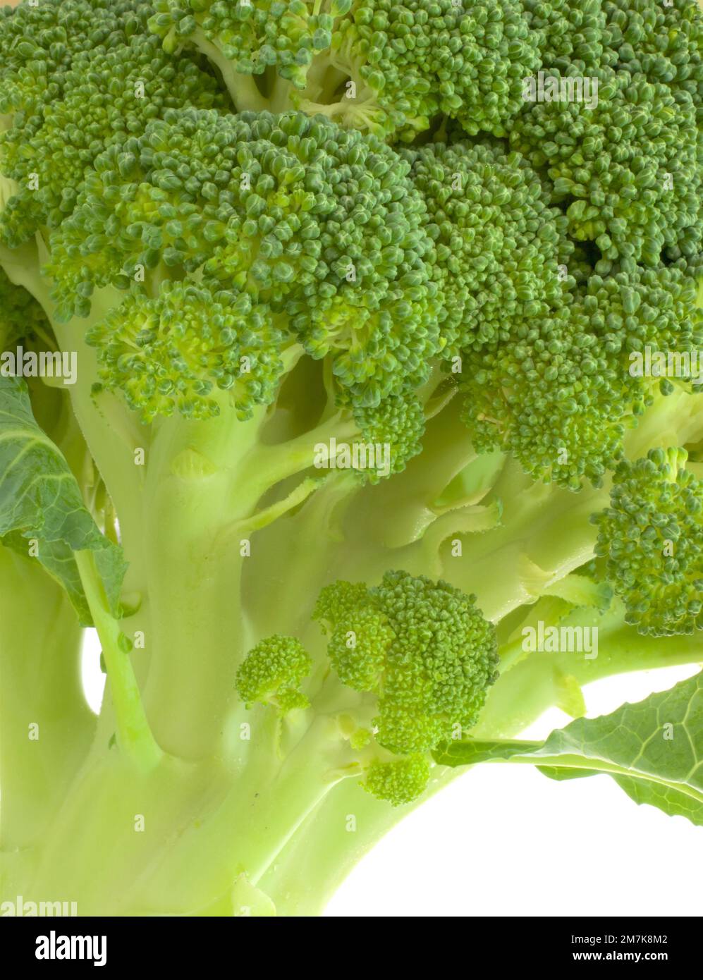 Broccoli with white background. Brassica oleracea var italica. Fresh