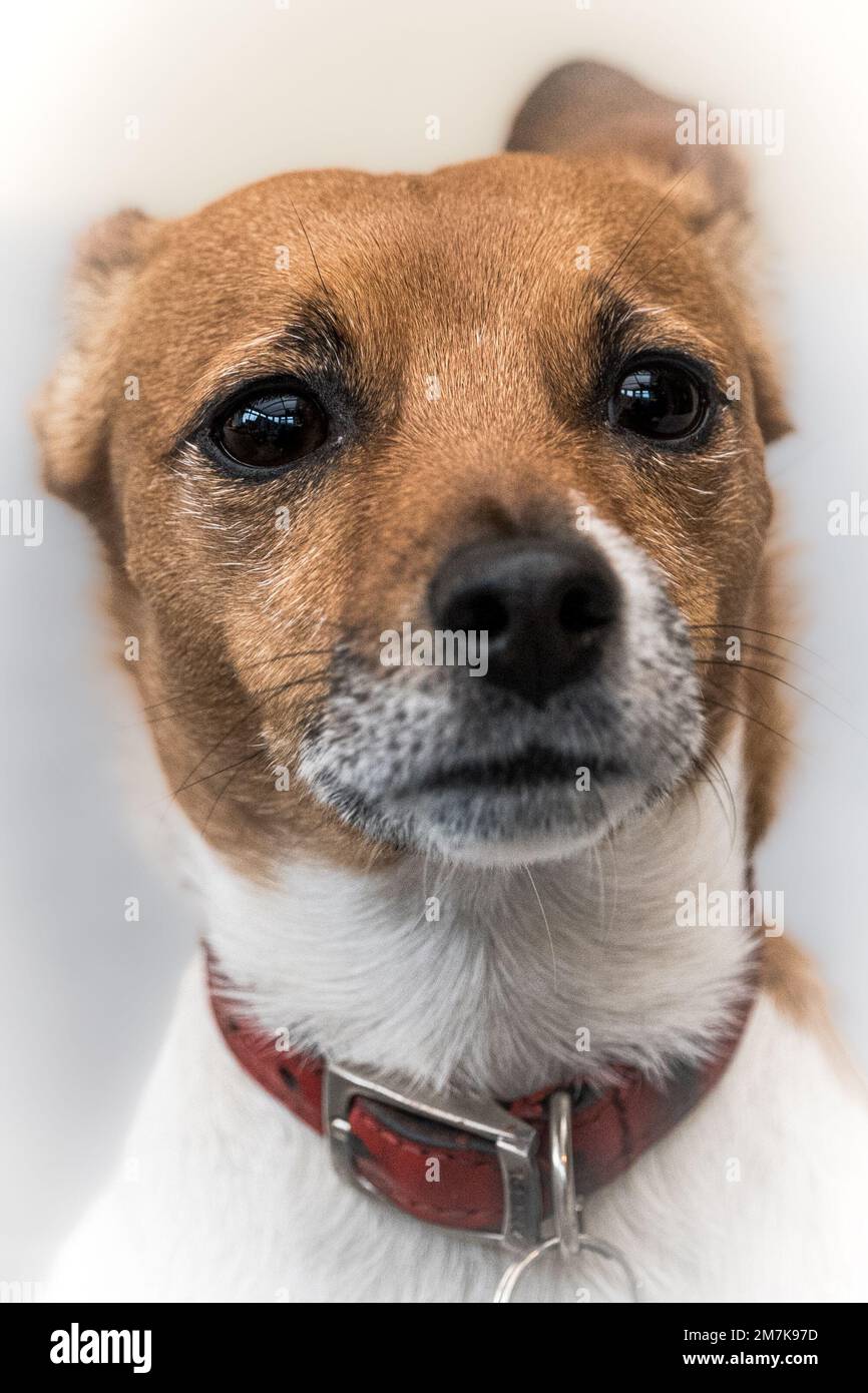 Adorable and cute Jack Russell Terrier dog portrait. Headshot of a dog from a dog photography photoshoot. Stock Photo