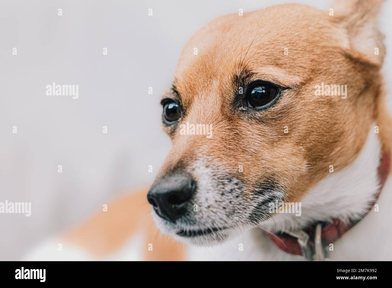 Adorable and cute Jack Russell Terrier dog portrait. Headshot of a dog from a dog photography photoshoot. Stock Photo