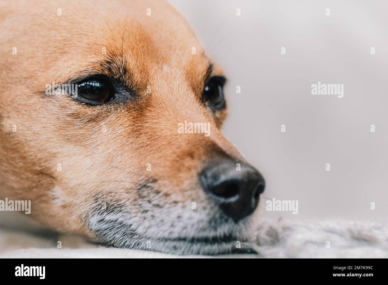 Adorable and cute Jack Russell Terrier dog portrait. Headshot of a dog from a dog photography photoshoot. Stock Photo
