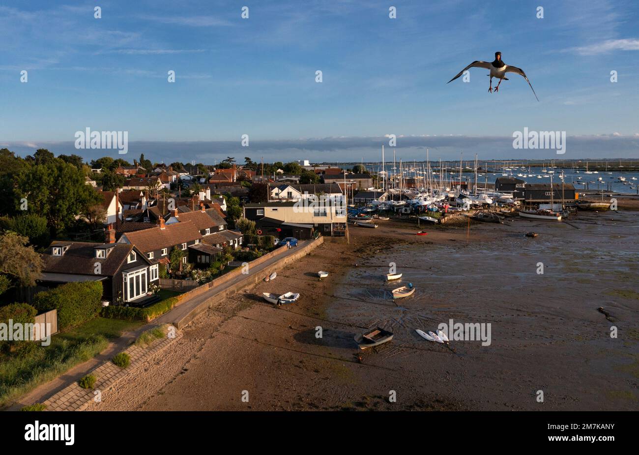 Aerial drone being attacked by oyster catcher as it sees it as predator and dangerous,Mersa island,Essex,England Stock Photo