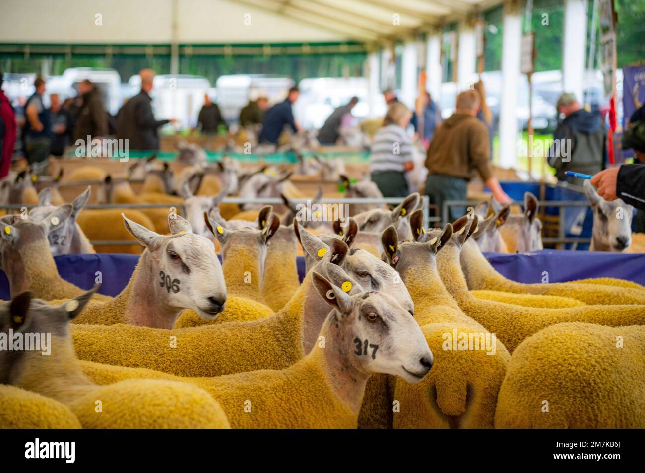Images of the Kelso Rame Sales 2022. Springwood Park, Border Union